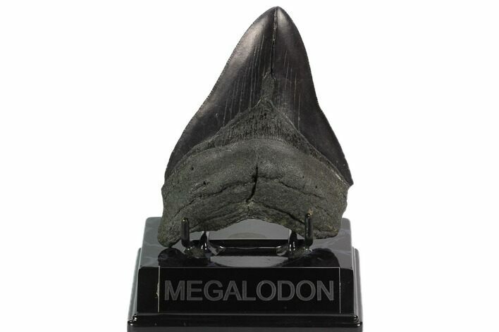 Fossil Megalodon Tooth - South Carolina #129487
